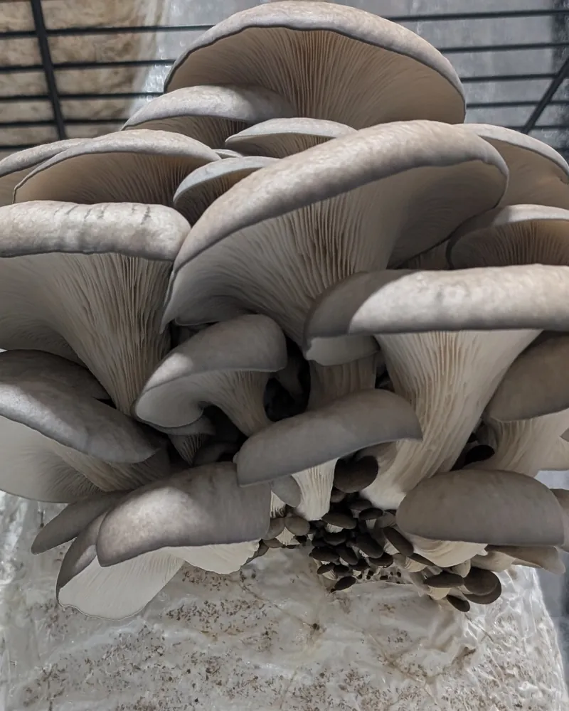 Blue Oyster grown by Slemish Fungi