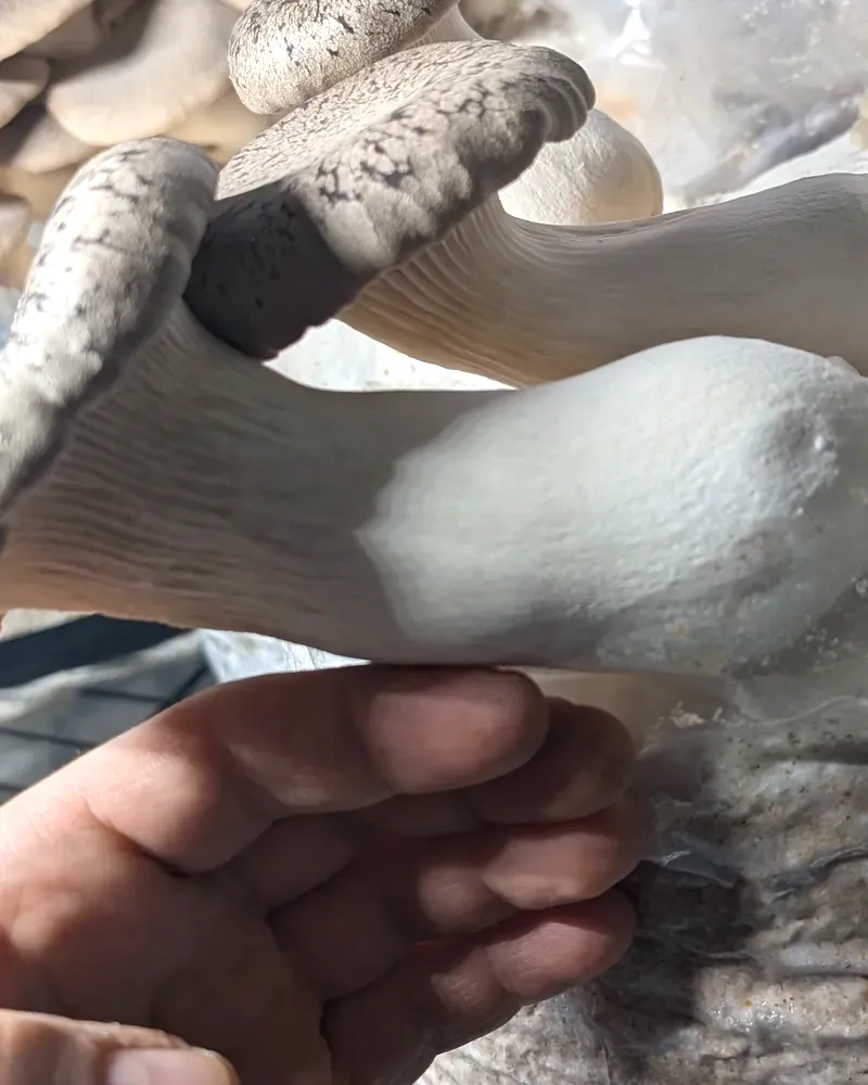 King Oyster grown by Slemish Fungi