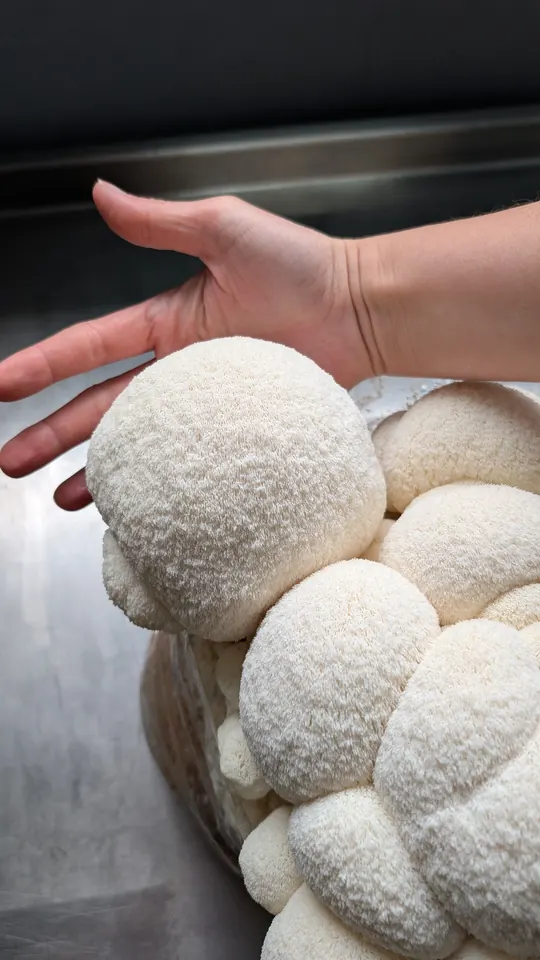 The Original Viral Lion's Mane Steak