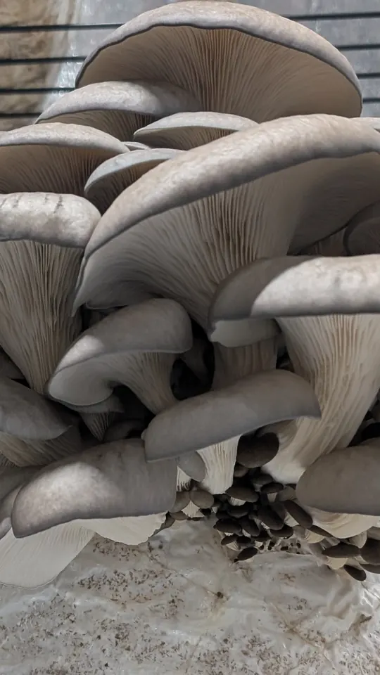 Next-Level Oyster Mushrooms