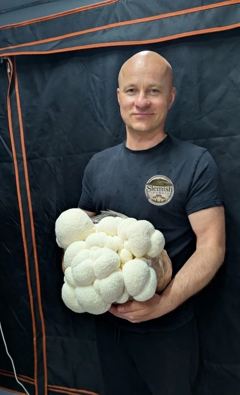 Freshly harvested Lion's Mane