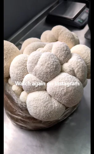 Slemish Fungi on Instagram