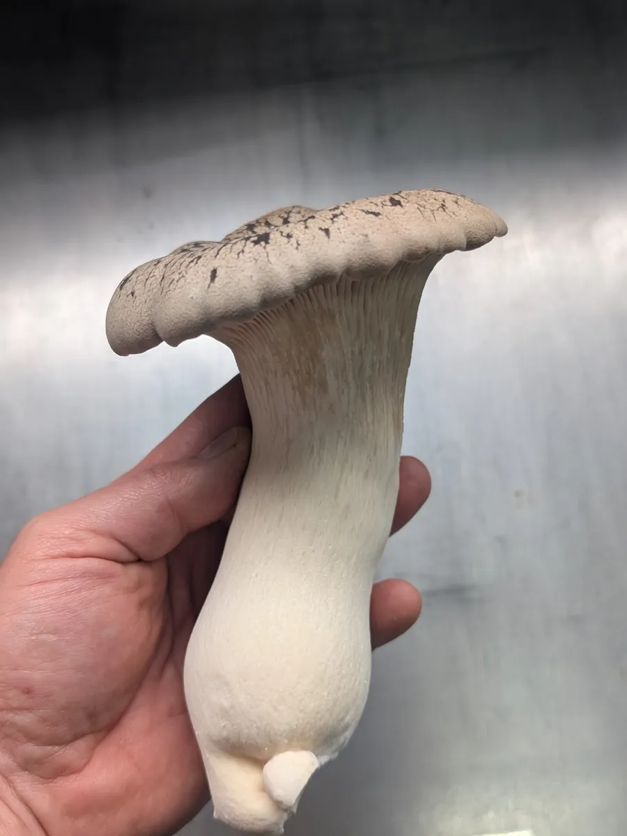 Freshly harvested King Oyster held by hand